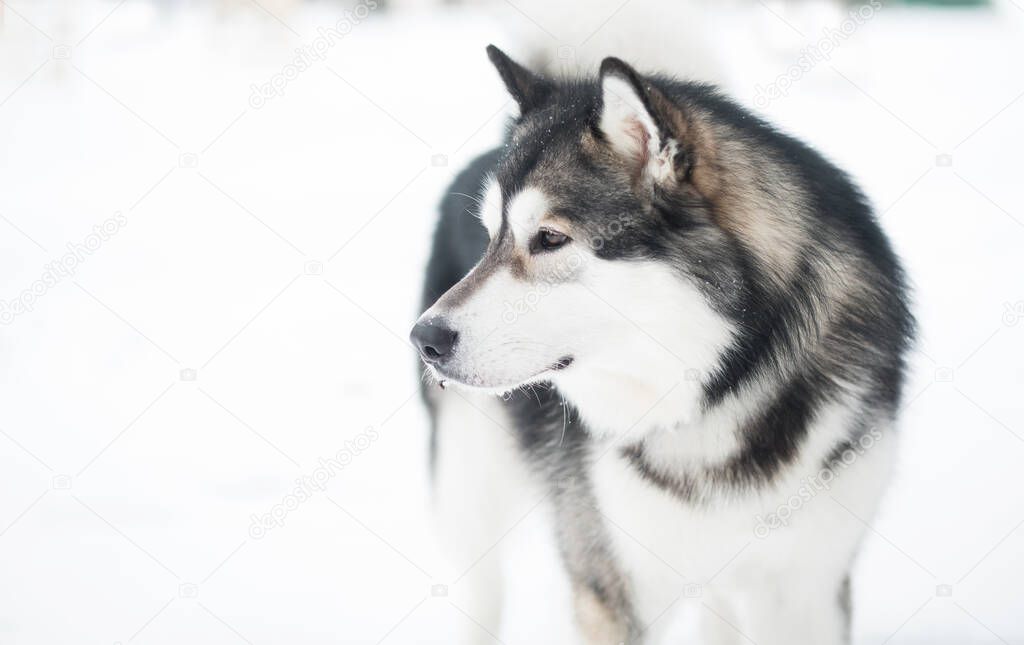 Young alaskan malamute looking back, standing in snow. Dog winter.