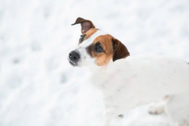 Kendini adamış Jack Russell Terrier köpeği kar ormanına bakıyor.. 