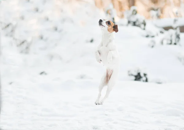 Jumping jack Russell cão terrier na floresta de inverno. — Fotografia de Stock