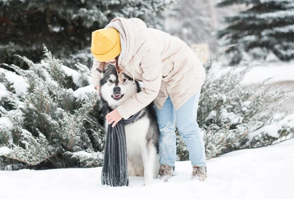 Jeune femme essayer de s'habiller écharpe en colère malamute de l'Alaska dans la neige. Chien hiver. — Photo