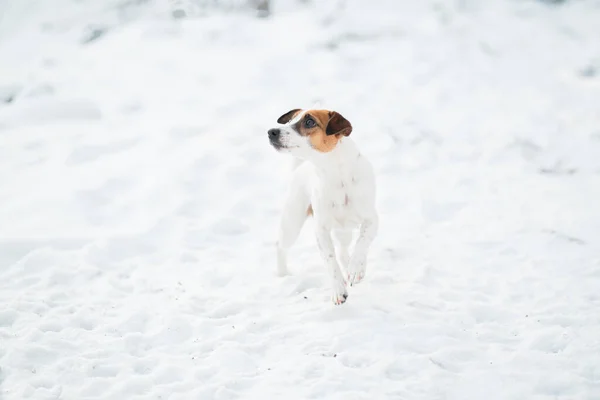 Joven jota Russell terrier perro standig en invierno bosque. — Foto de Stock