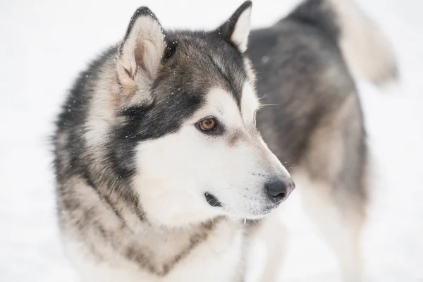 Jovem belo cão malamute alasca na neve. Floresta de Inverno. close up vista lateral. — Fotografia de Stock