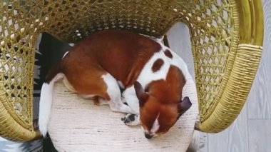 Chihuahua köpeği rattan sandalyede yatıyor. Evde kal.
