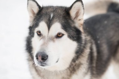 Genç, güzel, gülümseyen Alaska malamute köpek suratlı. kış . 
