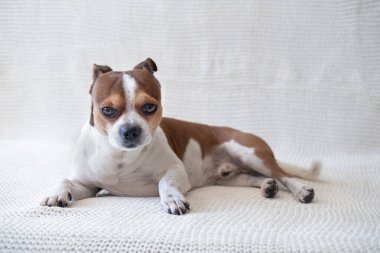 Küçük komik bir chihuahua köpeği kameraya bakıyor ve kanepeye uzanıyor.. 