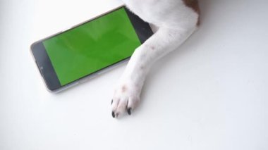 Koruyucu maskeli küçük köpek patileri