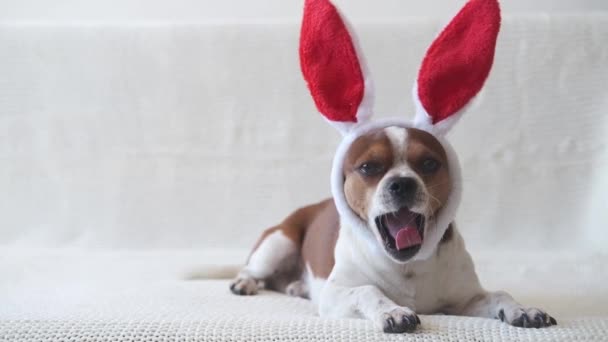 Mały pies Chihuahua noszący królicze uszy. Wielkanoc — Wideo stockowe