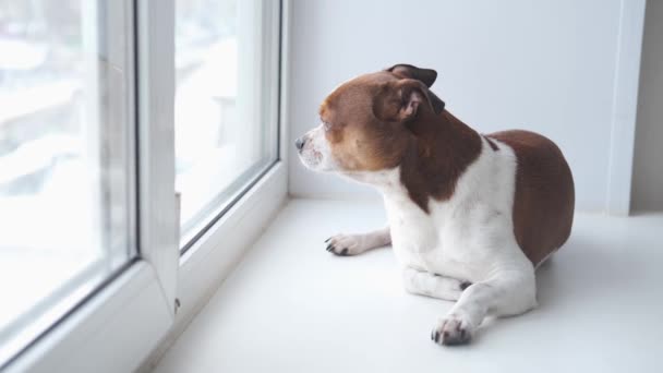 Chihuahua kutya fekszik és bámul az ablakon. a tulajdonosra vár. — Stock videók