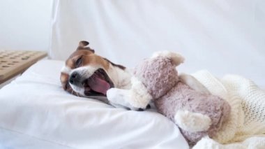 4 bin. Küçük şirin bir chihuahua köpeği uyuyor ve beyaz yatakta yatıyor.. 