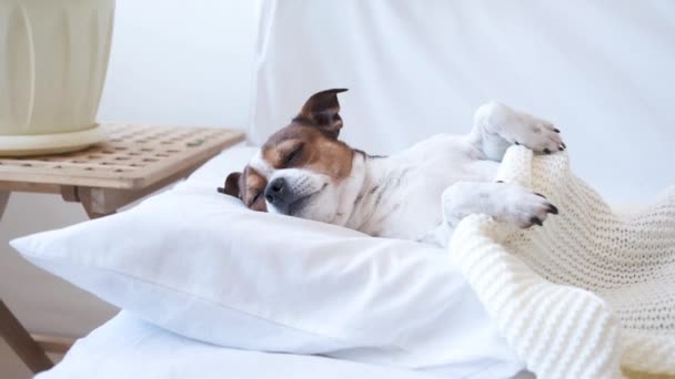 4k. Pequeño perro chihuahua lindo durmiendo y acostado en la cama blanca. — Vídeo de stock