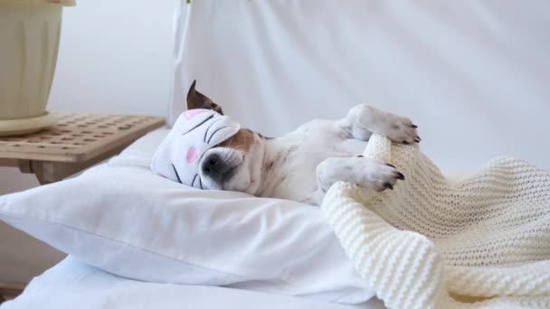 4k. Pequeño perro chihuahua lindo en máscara para los ojos durmiendo y acostado en la cama blanca. — Vídeo de stock