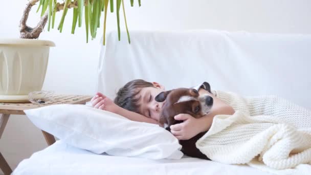 4k. дошкільний хлопчик і милий собака чихуахуа уві сні в білому ліжку . — стокове відео
