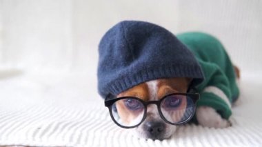 4km. Alışveriş merkezi Chihuahua köpeği gözlüklü, kapüşonlu kameraya bakıyor ve kanepede yatıyor.. 
