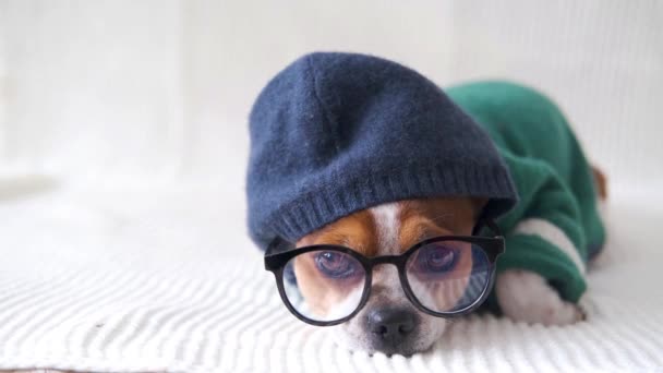 4k.Small chihuahua chien dans des lunettes, capuche regardant la caméra et couché sur le canapé. — Video