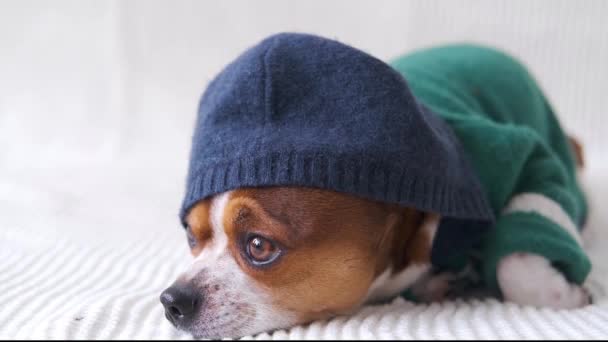 4k.Small chihuahua kutya kapucnis nézi a kamerát, és fekszik a kanapén. — Stock videók