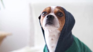 4km. Alışveriş merkezi kapüşonlu köpek kameraya bakıyor ve kanepede havlıyor.. 