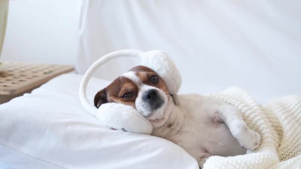 4k. Pequeno cão chihuahua bonito dormindo e deitado em earmuffs na cama branca. — Vídeo de Stock