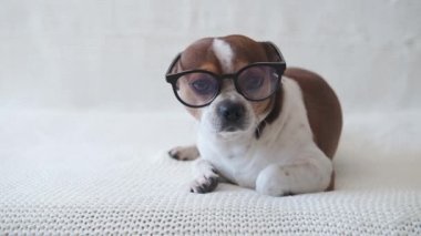 Gözlüklü küçük bir chihuahua köpeği kameraya bakıyor ve kanepeye uzanıyor.. 