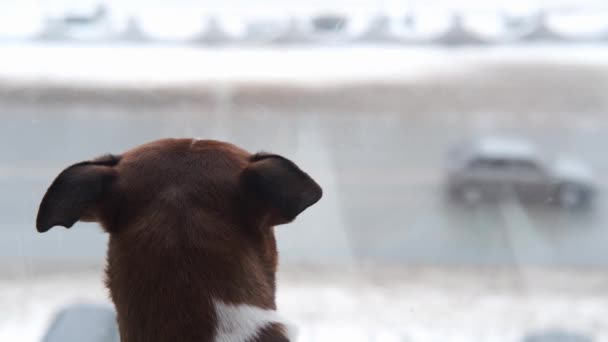 Chihuahua hund sitter och tittar in genom fönstret. väntar på ägaren — Stockvideo