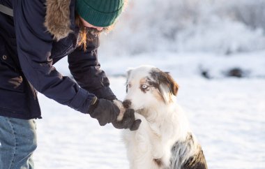 Avustralyalı çoban köpeği patisini elinde tutan kadın. Buzlu ve tuzlu parçalar.