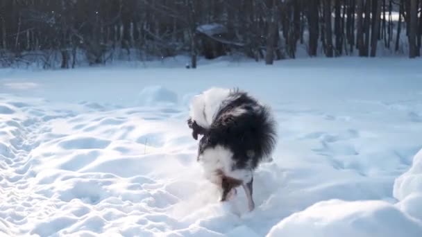 Ung australier herde merle leka med nötkreatur hund i vinterskogen — Stockvideo