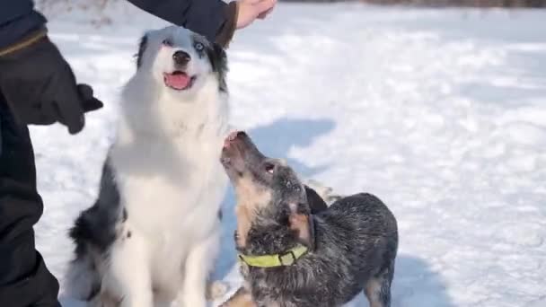Mujer entrenando pastor australiano con ganado Perro en bosque invernal — Vídeos de Stock