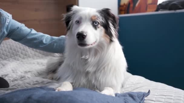 4k. Vrouw aaien de jonge Australische herder merle liggend op het bed — Stockvideo