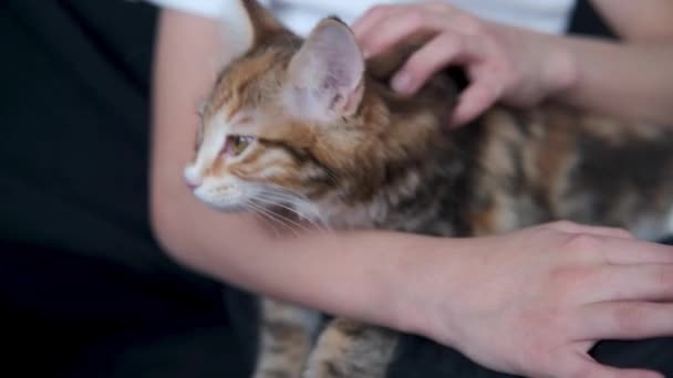 4k. Boy memegang muda kurilian bobtail kucing duduk di pelatih — Stok Video