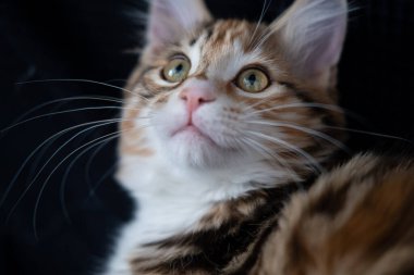  Genç Kurilian kısa kuyruklu kedi yüz yukarı bakıyor.