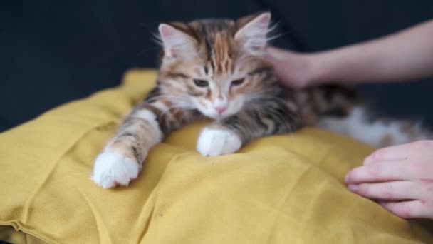 4k. Chlapec pet mladý kurilian bobtail kotě ležící na polštáři — Stock video