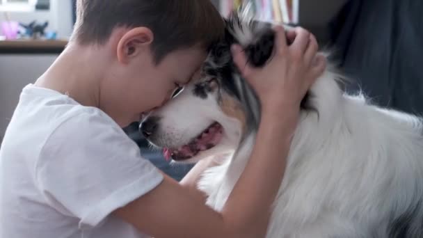 4k. Happy little boy hugging with australian shepherd merle dog — Stock Video