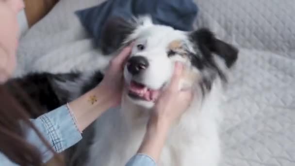 4k. Vrouw krabben en aaien de jonge Australische herder merle liggend op het bed — Stockvideo