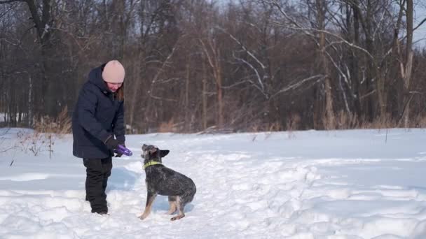 4k. Vrouw met jonge Australische runderen hond in de winter spelen met puller — Stockvideo