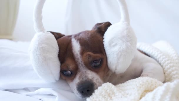 4k. Anjing chihuahua kecil yang lucu tidur dan berbaring di earmuffs di tempat tidur putih. — Stok Video