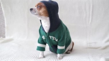 4km. Alışveriş merkezi kapüşonlu köpek kameraya bakıyor ve otobüsün üstünde oturuyor.