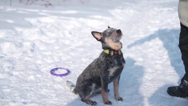 4k. Молодий буйний собака взимку сидить і чекає на їжу. — стокове відео