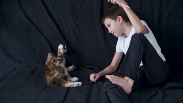4k. Kleine jongen spelen met kleine rechte kurilian bobtail kitten — Stockvideo