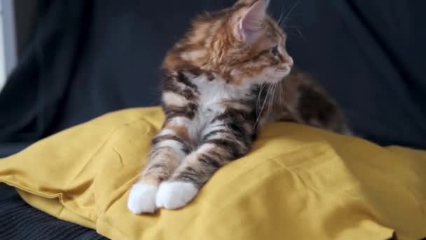 4k. malé rovné kurilské koťátko ležící na polštáři — Stock video