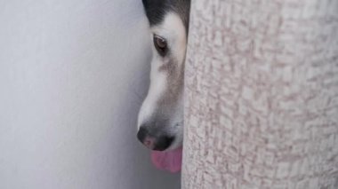 4 bin. Köşeden bakan genç, güzel Alaska malı bir köpek. Kapalı.