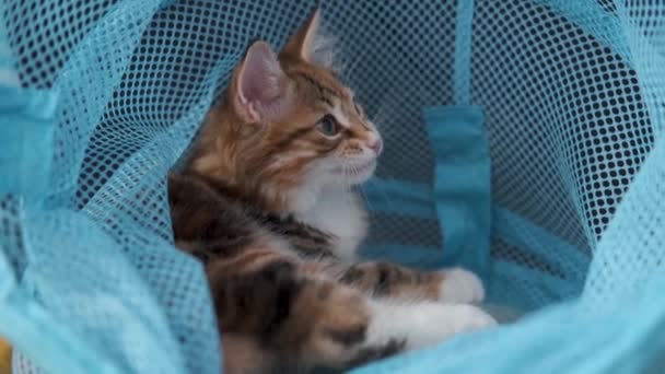 4k. Kecil lurus kurilian ekor kuda kucing duduk di keranjang mainan — Stok Video