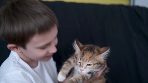 4k. Happy boy holding, kissing small straight kurilian bobtail kitten with — Stock Video