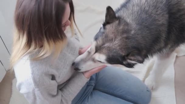 4k. vrouwen handen houden Alaska Malamute honden gezicht vast. Binnenshuis. — Stockvideo