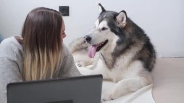 4 bin. Malamute köpeği olan beyaz bir kadın evde çalışıyor. Dizüstü bilgisayar