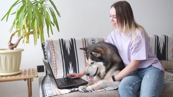 4k. Wanita kaukasia dengan anjing Malamute bekerja di rumah. Laptop — Stok Video