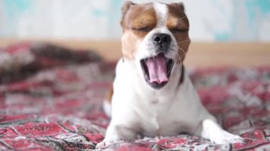 4 bin. Küçük chihuahua köpeği esniyor ve yatakta uzanıyor.