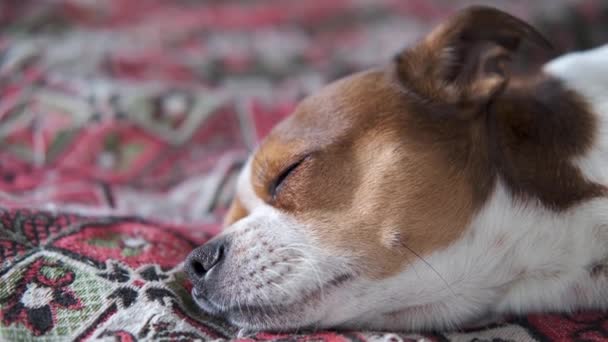 4k. Pequeño perro chihuahua durmiendo y acostado en la cama — Vídeo de stock
