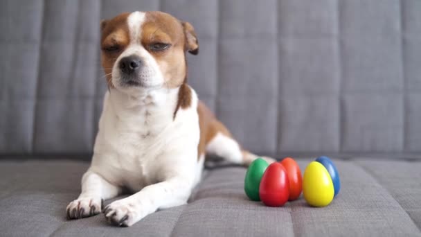 Petit chien chihuahua couché avec des œufs colorés. Pâques — Video