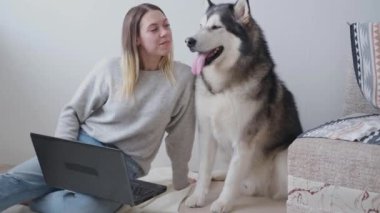 4 bin. Malamute köpeği olan beyaz bir kadın çalışıyor. Dizüstü bilgisayar. Merkez Ofis.
