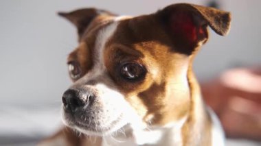 4 bin. Küçük chihuahua köpek suratı kokluyor ve dinliyor..