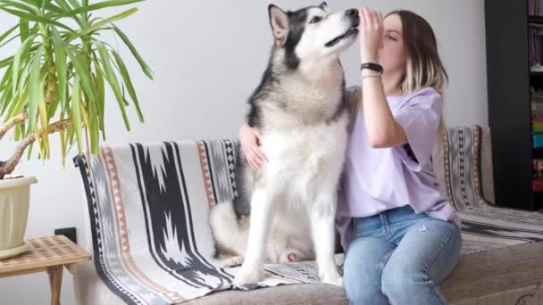 4k. Mulher caucasiana alimentando e treinando o cão Malamute do alasca. Interior. — Vídeo de Stock